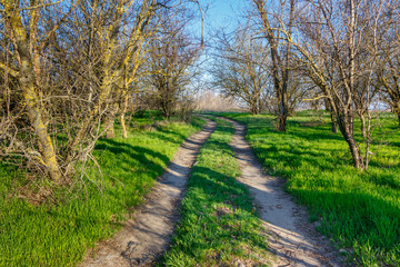 Fototapeta premium Rural ground road in the spring forest without leaves