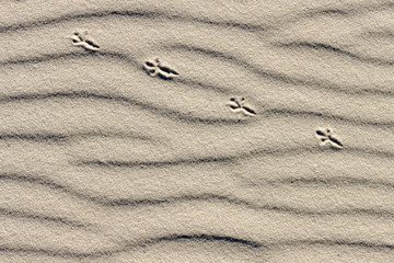 Fototapeta na wymiar The sequence of bird footprints on the beach