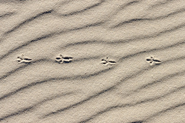 Fototapeta na wymiar Straighten bird track on the sandy ground