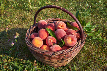 Detailed Picture of the vintage wickerwork hand basket full of fresh, sweet, juicy,riped peaches just harvested in organic orchard of small vilage farm, healthy vitamin