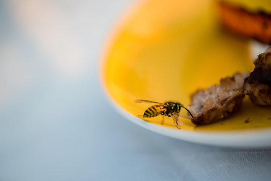 Wespe holt sich ein St&uuml;ck Fleisch vom Teller