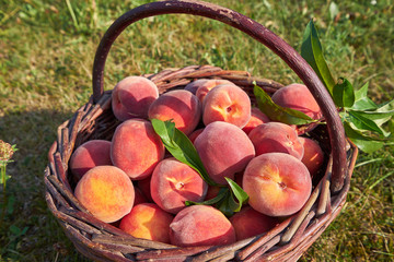 Close up Picture of red riped peaches, sweet, juicy, tasty in vintage wickerwork hand basket just after picked in the orchard of organic farm or home garden in summer sun. © jdmfoto