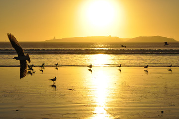Scenic coastal view with seagulls at sunset 3
