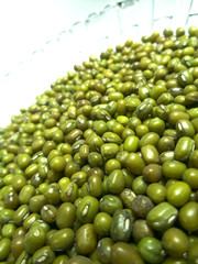 pulses grain