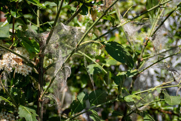 Parisitäre Weben im Gebüsch