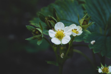 Erdbeerblüte im Garten