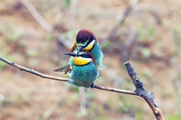 couple of beautiful colorful apiaster birds in the mating period