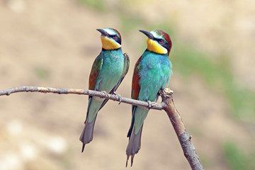 couple of beautiful colorful apiaster birds sitting on a tree branch