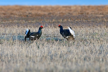 early in the morning handsome black grouse fighting for the female