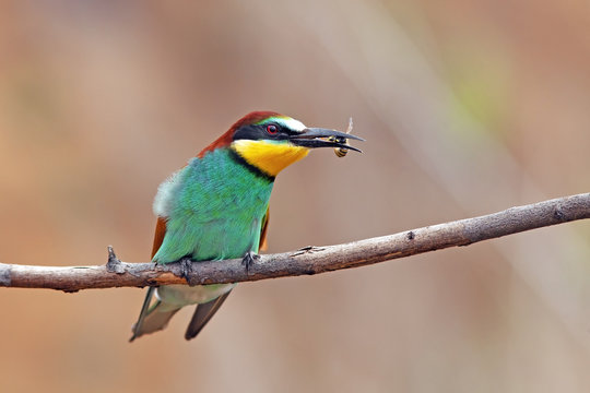 beautiful colorful bird merops sitting on a tree branch, holding in the beak of a caught insect