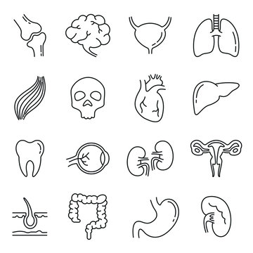 Internal organs related icons: thin vector icon set, black and white kit