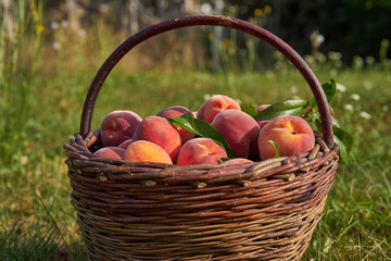 Detailed Picture of the vintage wickerwork hand basket full of fresh, sweet, juicy,riped peaches just harvested in organic orchard of small vilage farm, healthy vitamin