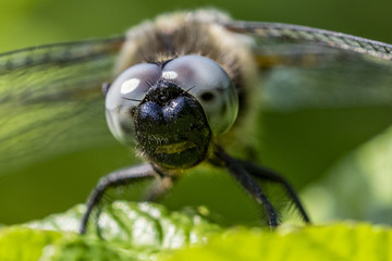 libellule d&eacute;prim&eacute;e