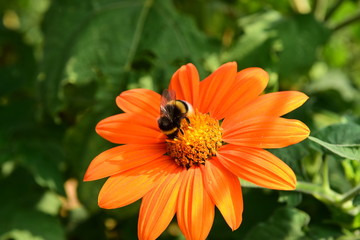 Hummel auf Blume