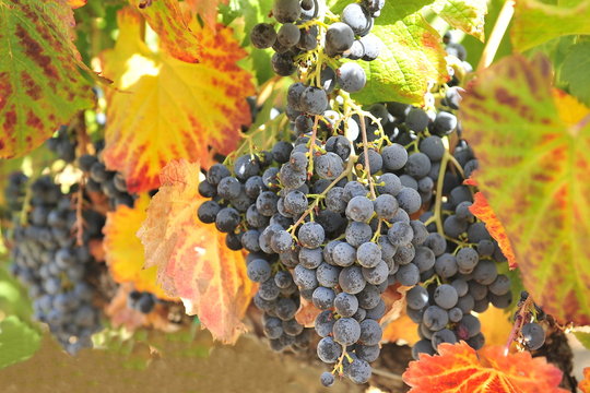 Harvest of grapes in California.