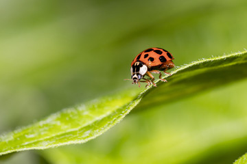 coccinelle asiatique