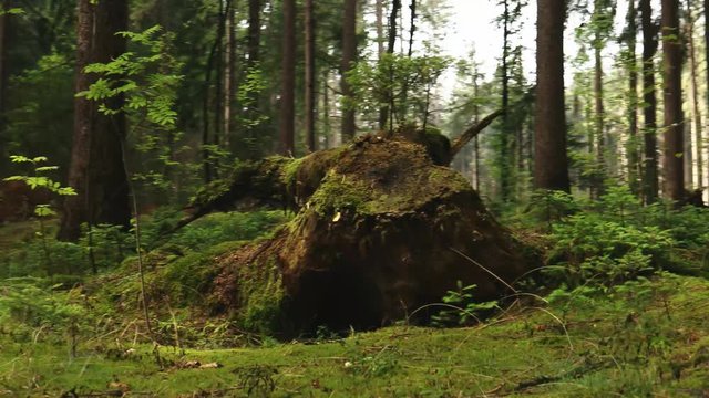 Baumwurzel mitten im Wald