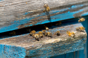 Life of Worker Bees. The Bees Bring Honey
