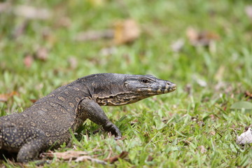 Common water monitor (Varanus salvator macromaculatus) in Sabah, Borneo, Malaysia