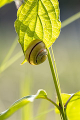 Cach&eacute; du soleil 