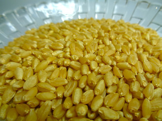 pulses grain