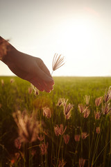 Hand touching paddy rice close up