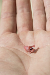 Small glass pig in the palm.