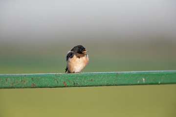 Barn Swallow (Hirundo rustica) juvenile perched and resting on barbed wire.