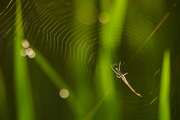 Close up of a spider and it\'s web at a paddy field