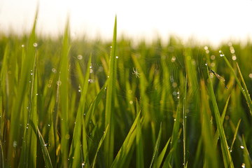 View of rice paddy field in the morning