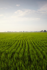 Fototapeta na wymiar Rice paddy field