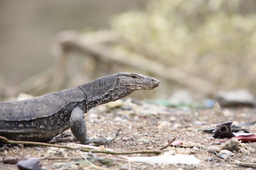Common water monitor (Varanus salvator macromaculatus) in Sabah, Borneo, Malaysia
