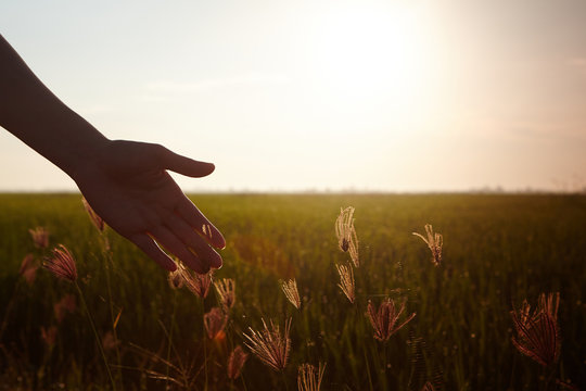 Hand touching paddy rice close up
