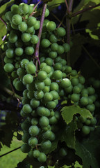 North Carolina grapes ripening on the vine