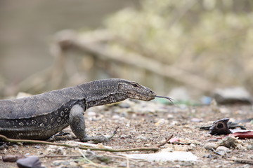 Common water monitor (Varanus salvator macromaculatus) in Sabah, Borneo, Malaysia