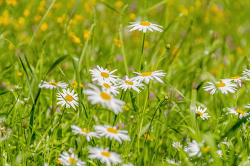 sunny flowers in a meadow