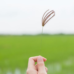 Woman hand holding flowing grass with green rice field background.