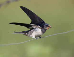 Barn Swallow (Hirundo rustica) juvenile getting fed on barbed wire.