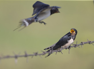 Barn Swallow (Hirundo rustica) juvenile getting fed on barbed wire.