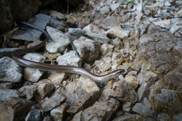 blindsnake in the mountains