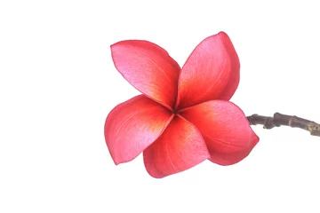 Zelfklevend Fotobehang Beautiful Red plumeria flowers isolated on white background © Luis2499