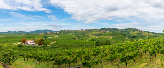 Vineyards with rows of grapevine in Gorska Brda, Slovenia - obrazy, fototapety, plakaty
