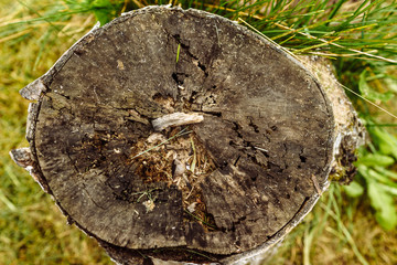 Texture of an old tree. Boards