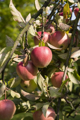 Reddish apples on a tree.