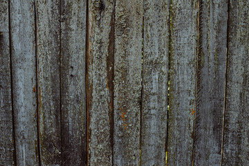 Obraz premium Texture of an old tree. Boards