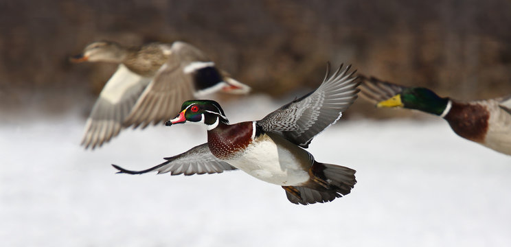 Wood duck (Aix sponsa) taking flight in winter in Ottawa, Canada
