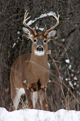 White-tailed deer buck walking through a snowy meadow during the autumn rut in Canada