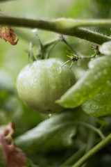 Tomato Garden
