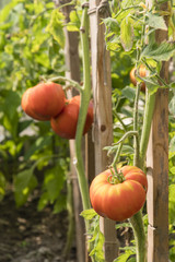 Orange ripening apple on a plant.