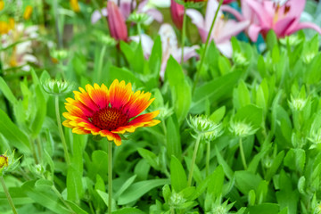 Fototapeta premium Floral background. Flower gaillardia. Flower among green foliage.